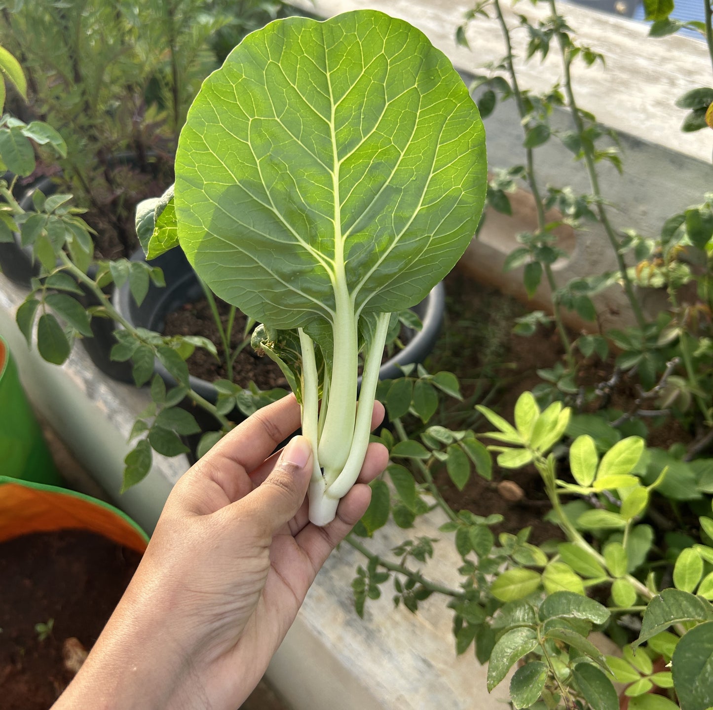 Pak Choi (Bok Choi)