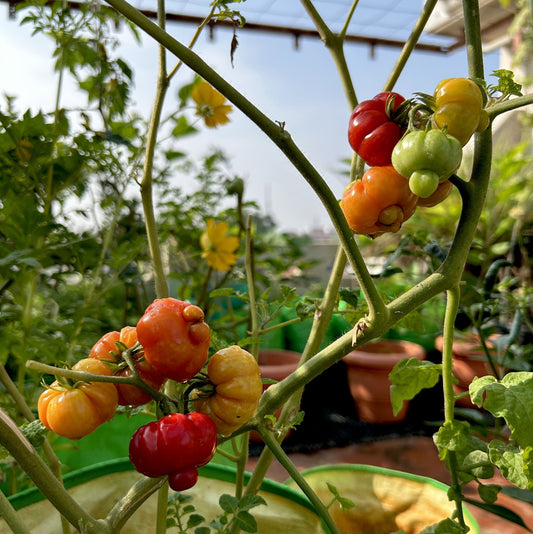 Trefle Du Togo Tomato