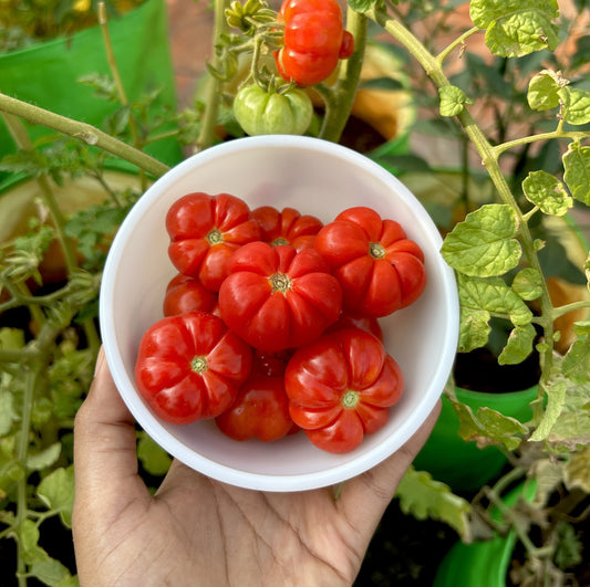 Trefle Du Togo Tomato