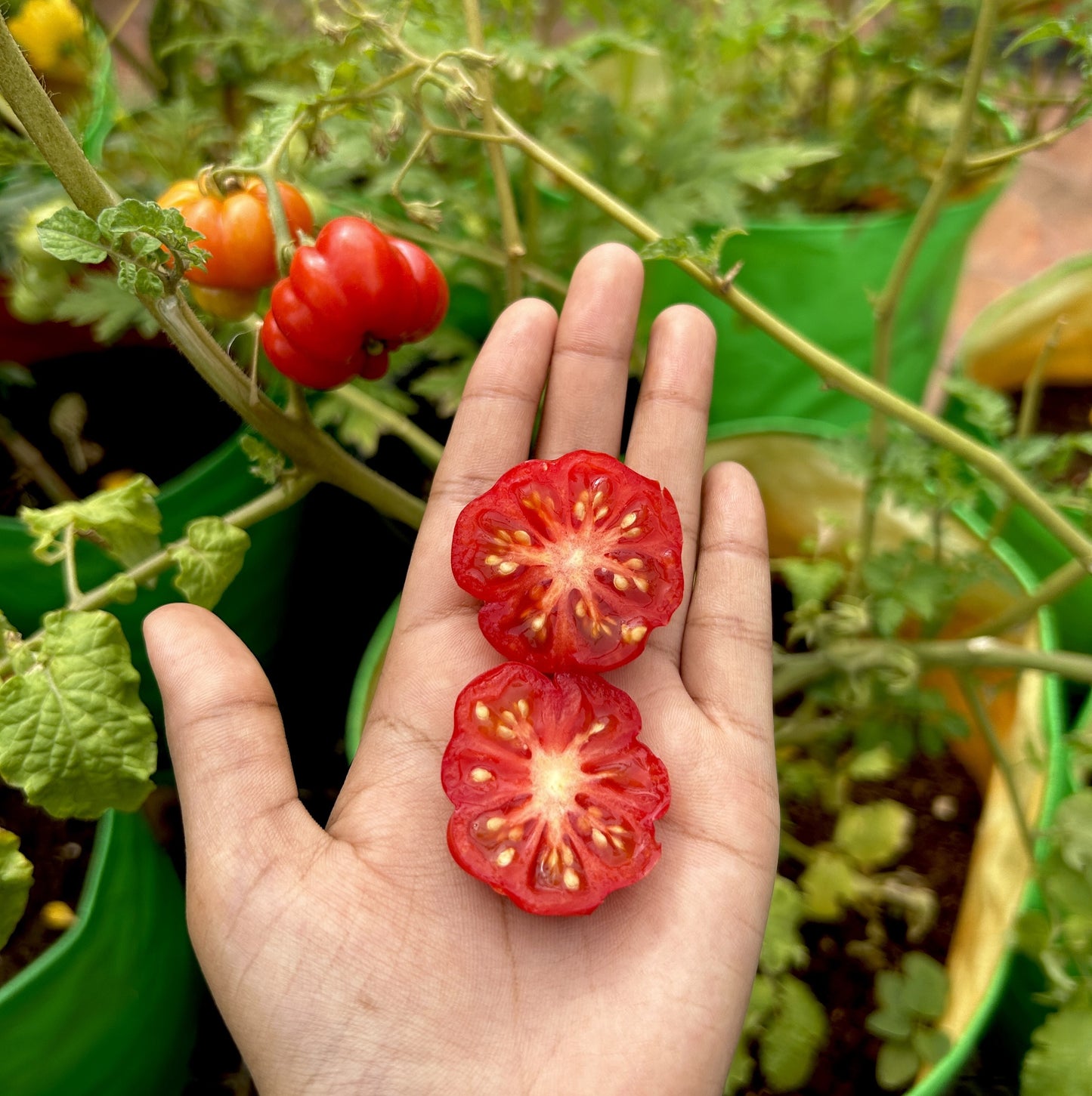 Trefle Du Togo Tomato