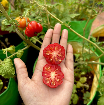 Trefle Du Togo Tomato