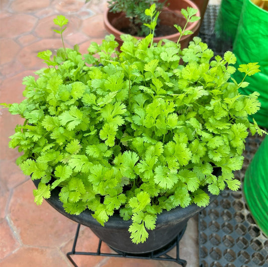 Coriander