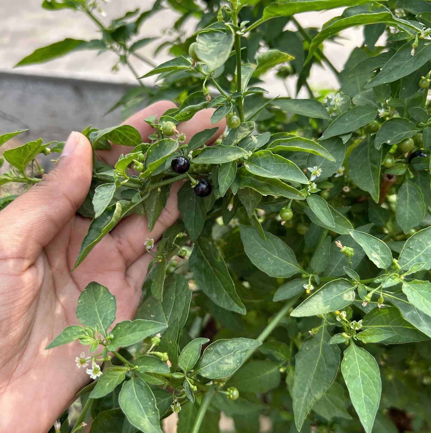 Black Nightshade