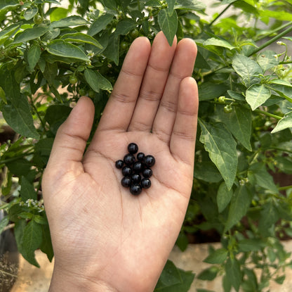Black Nightshade