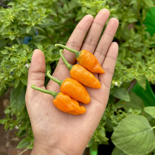 Yellow Bullet Chilli