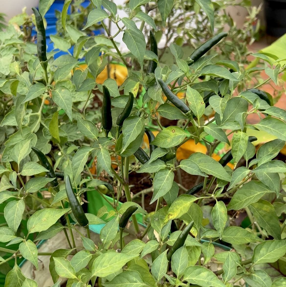 Green Bird's Eye Chilli