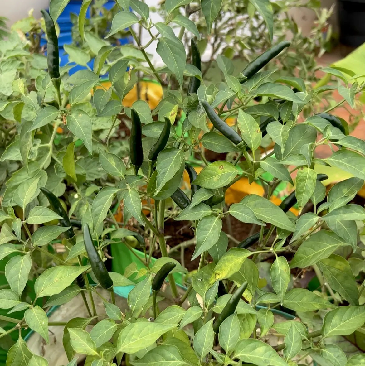 Green Kanthari Chilli