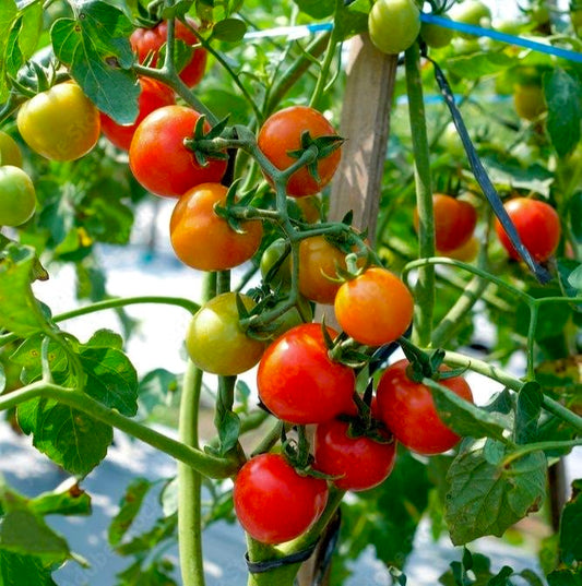 Red Cherry Tomato