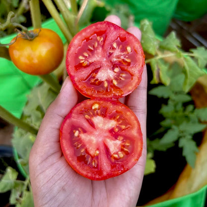 Country Tomato