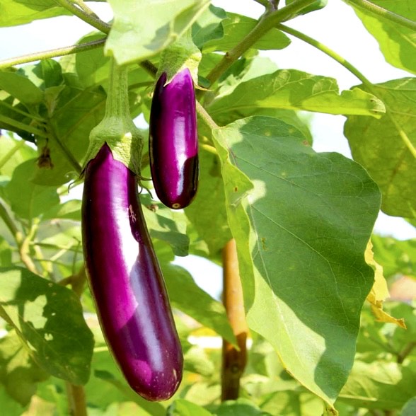 Purple Long Brinjal