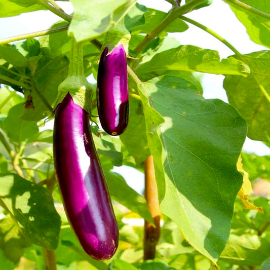 Purple Long Brinjal