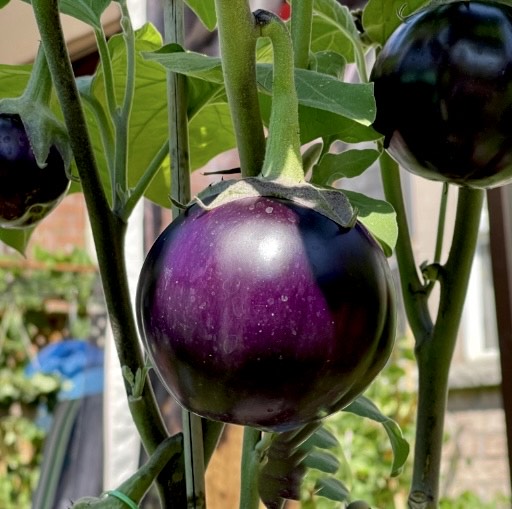 Purple Round Brinjal