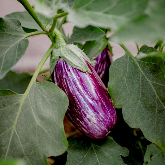 Purple Striped Brinjal