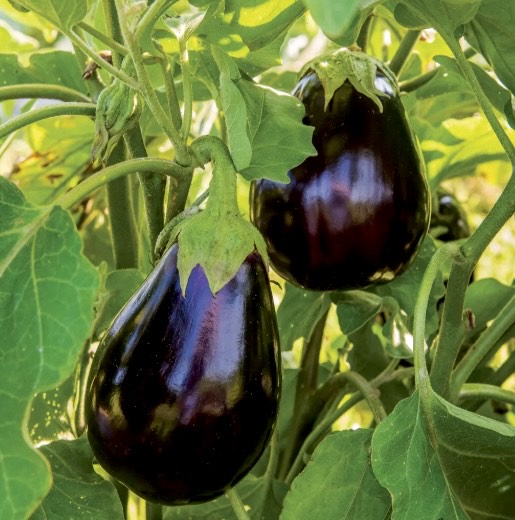 Black Beauty Brinjal