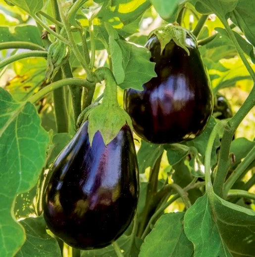 Black Beauty Brinjal