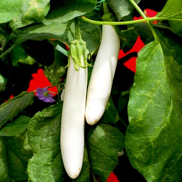 White Long Brinjal