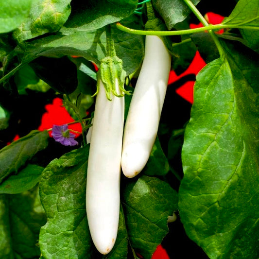 White Long Brinjal