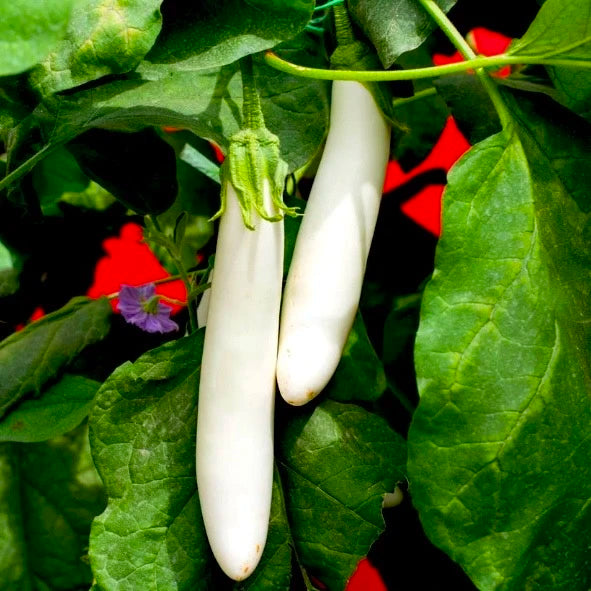 White Long Brinjal