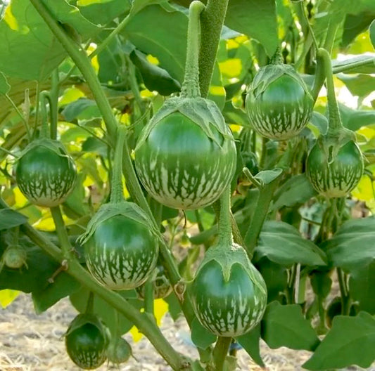 Green Round Brinjal
