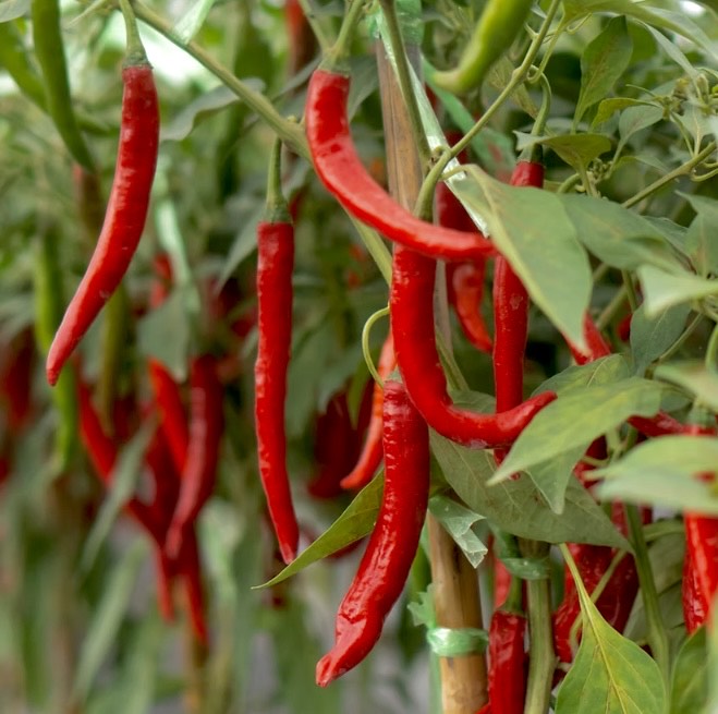 Jwala Chilli