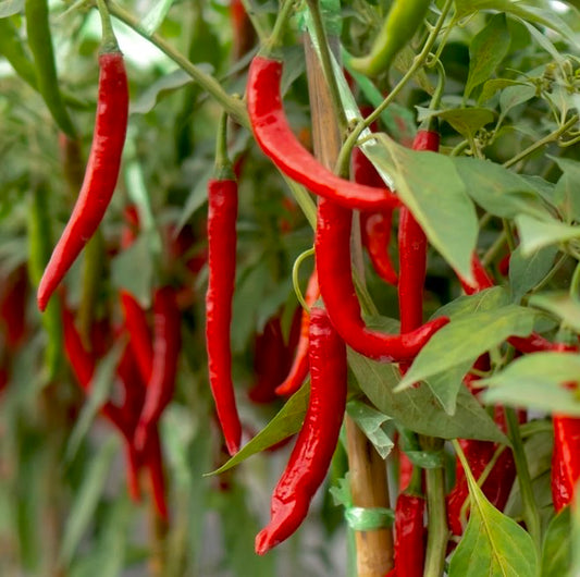 Jwala Chilli