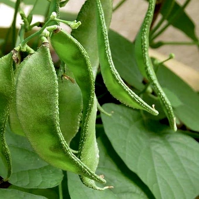 Dolichos Bush Beans