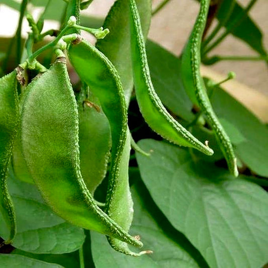 Dolichos Bush Beans