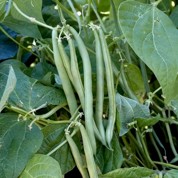 French Bush Beans