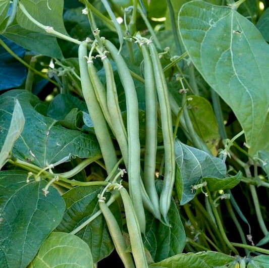 French Bush Beans