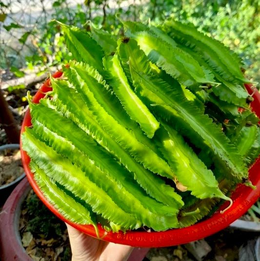Green Winged Beans Short
