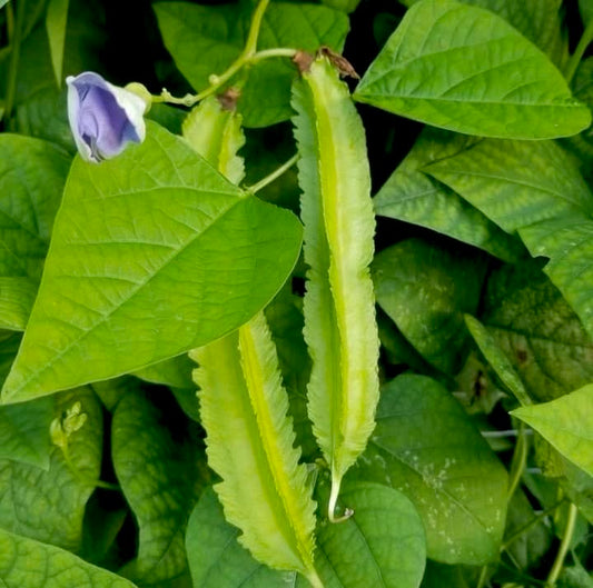 Green Winged Beans Short