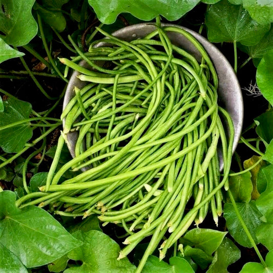 Green Yard Long/Noodle Beans