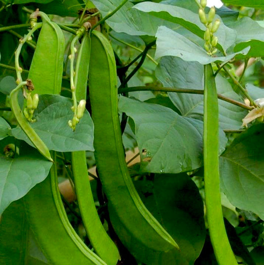 Sword Beans