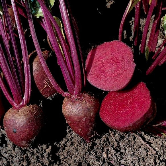 Detroit Dark Red Beetroot