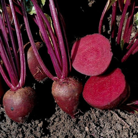 Detroit Dark Red Beetroot