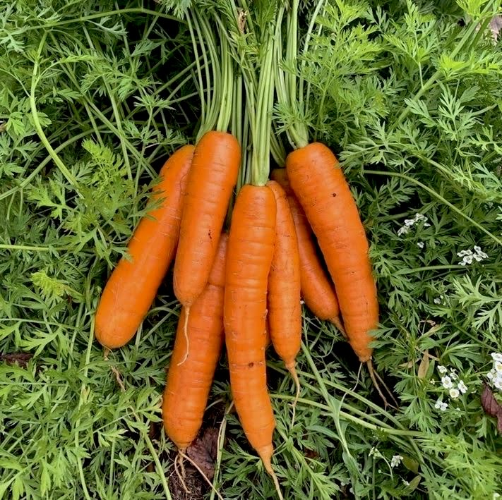 Orange Carrot