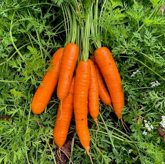Orange Carrot