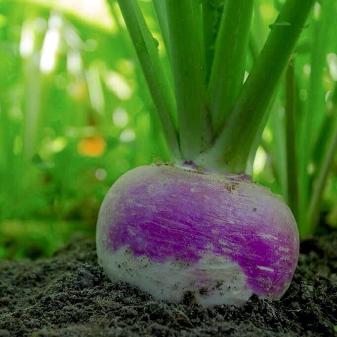 Purple Top White Turnip