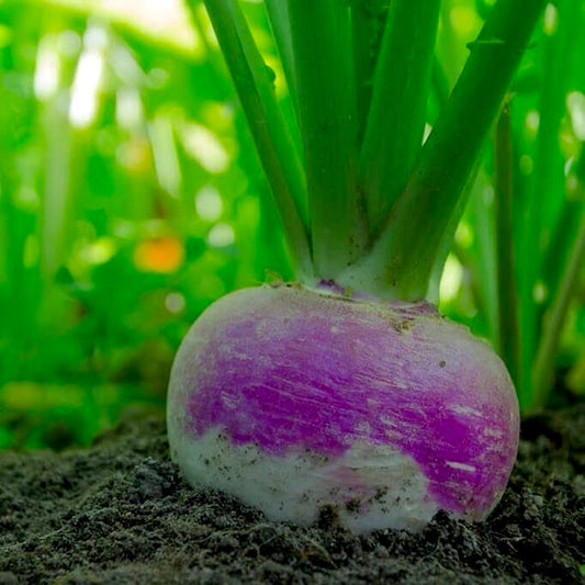 Purple Top White Turnip