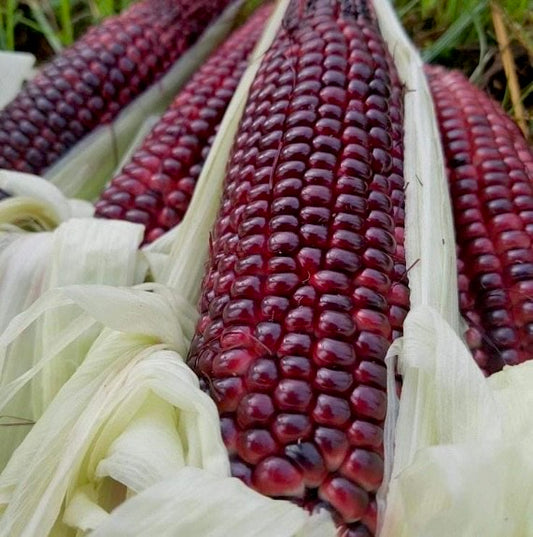 Red Corn