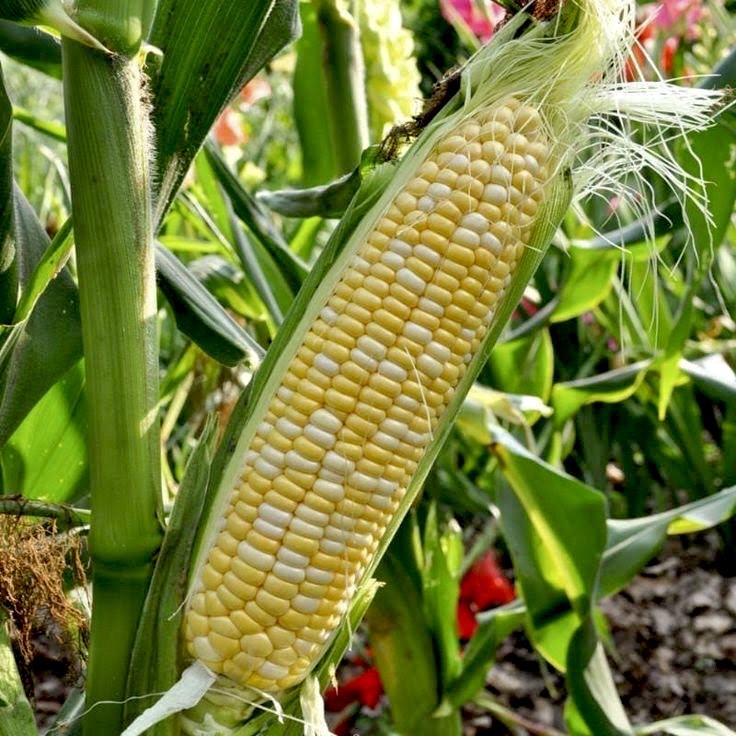 Sweet Corn