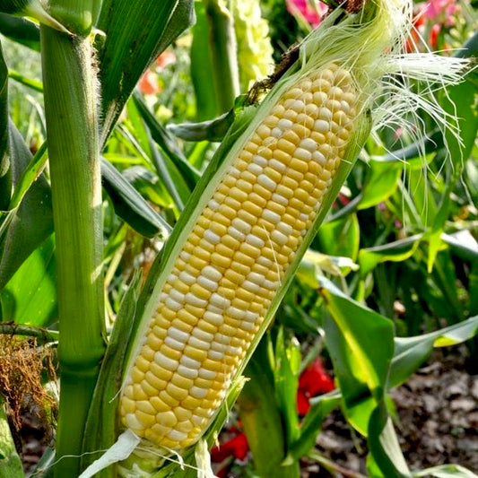 Sweet Corn