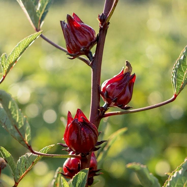 Red Stemmed Gongura