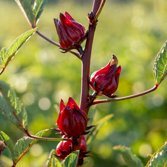 Red Stemmed Gongura
