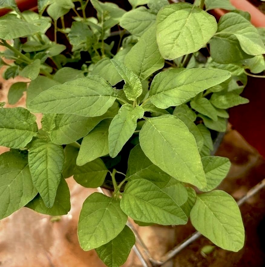 Green Amaranthus Blitum/Mulai Keerai