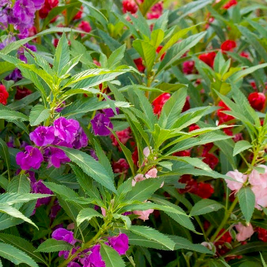 Balsam Mixed Color