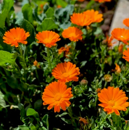 Calendula