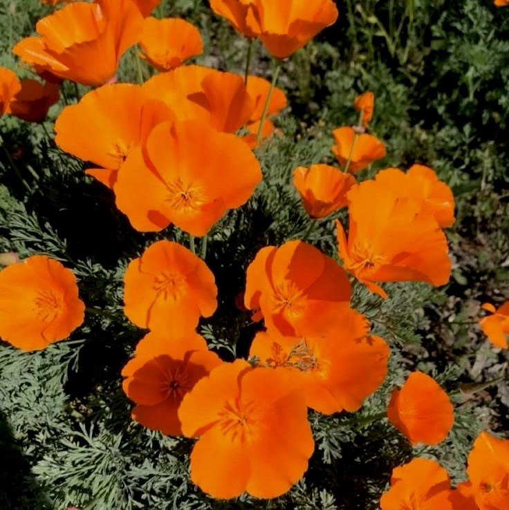 Orange California Poppy
