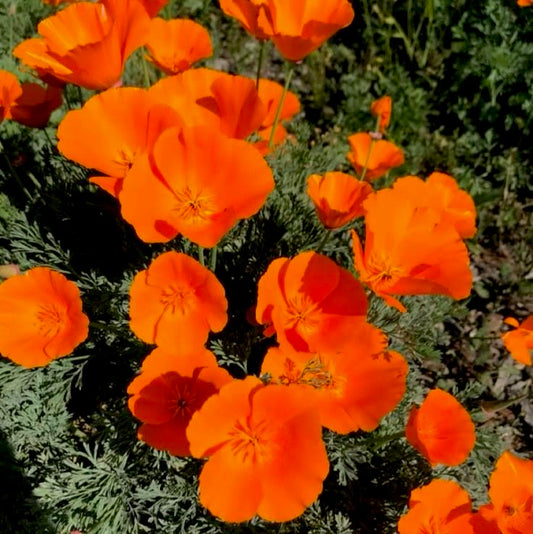 Orange California Poppy