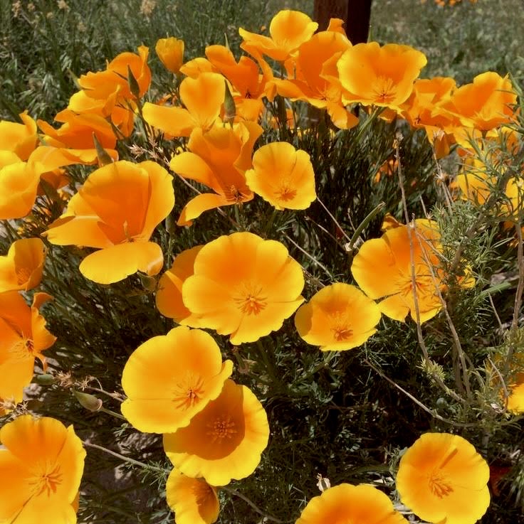 Yellow California Poppy